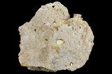 Jurassic Coral Colony (Thamnasteria) Fossil - Germany #157324-1